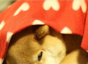 开云体育-西决生死战焦点战，猛龙如何以东部智慧压制篮网？