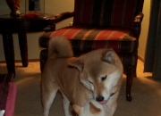 开云体育-雷霆淘汰奇才，东契奇关键时刻站出来