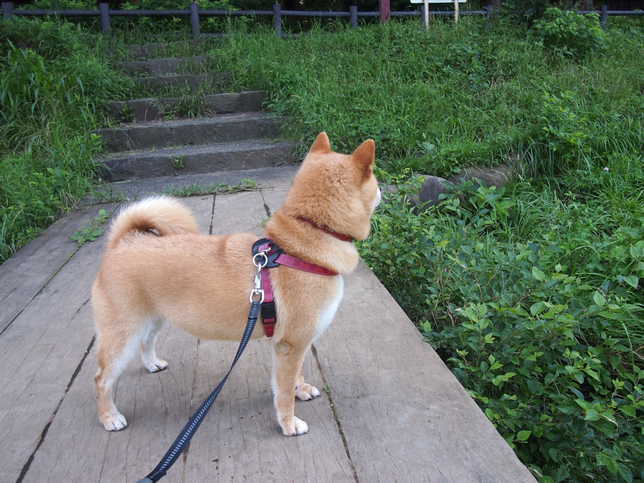 跨界主宰，当布克的赛道狂飙呼应公牛的传奇穿透