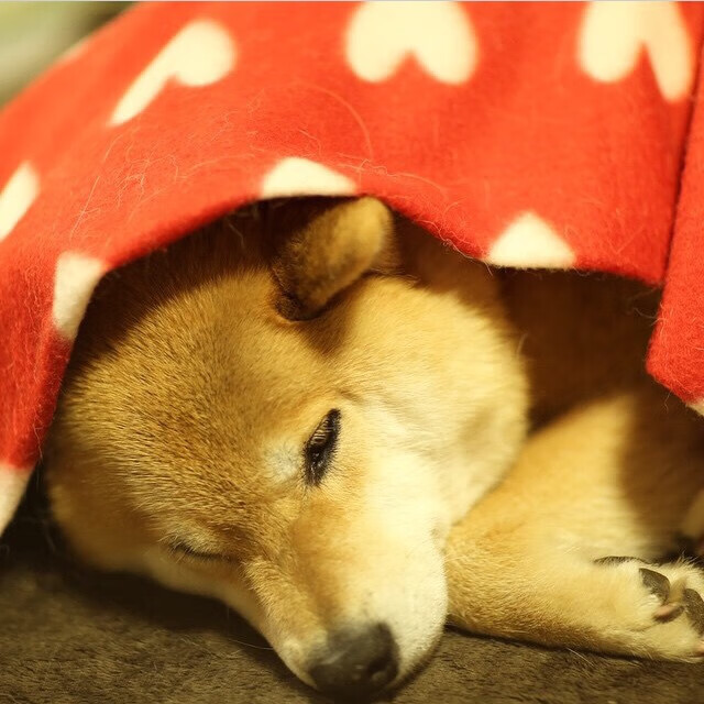 西决生死战焦点战，猛龙如何以东部智慧压制篮网？